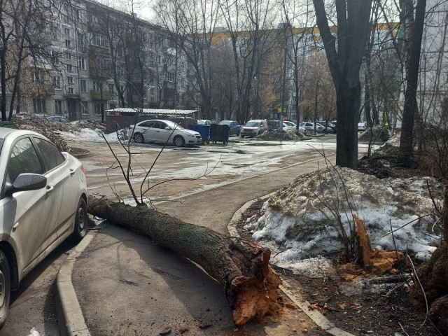 Котельниковским автомобилистам рассказали что делать, если автомобиль повредило упавшее дерево