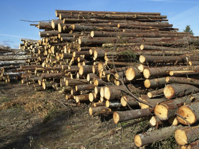 Уголовное дело возбудили в Рузе по факту незаконной вырубки леса