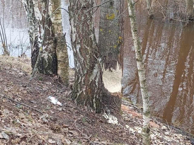 Бобры атаковали деревья в Черноголовке