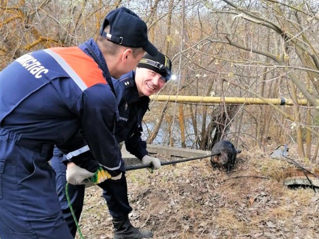 Подмосковные спасатели пришли на помощь бобру