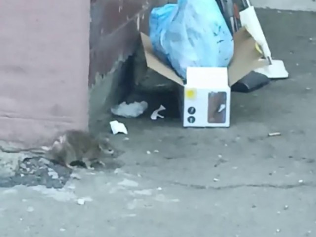 В Одинцово жителей кошмарят бесстрашные крысы у подъезда многоквартирного дома