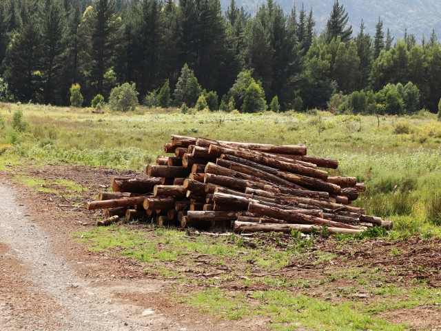 Лесничие из Истры начали убирать погибший лес