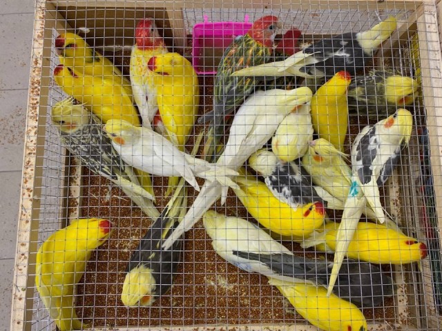 Два десятка редких попугаев перехватили таможенники в аэропорту Жуковский