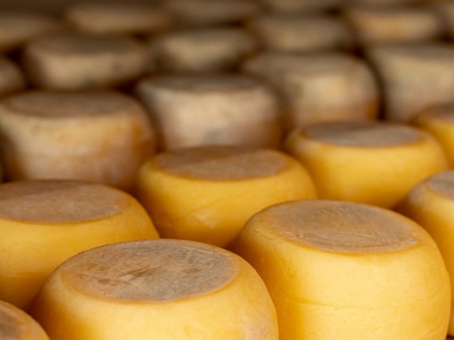 Россельхознадзор уничтожил более 20 килограммов сырной запрещенки в Истре