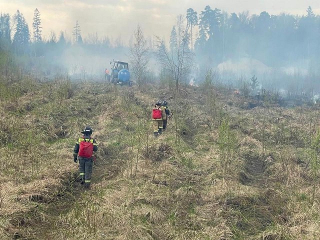 Огонь распространится быстрее, чем вы можете представить: в Химках сгорело более 1 га молодого леса