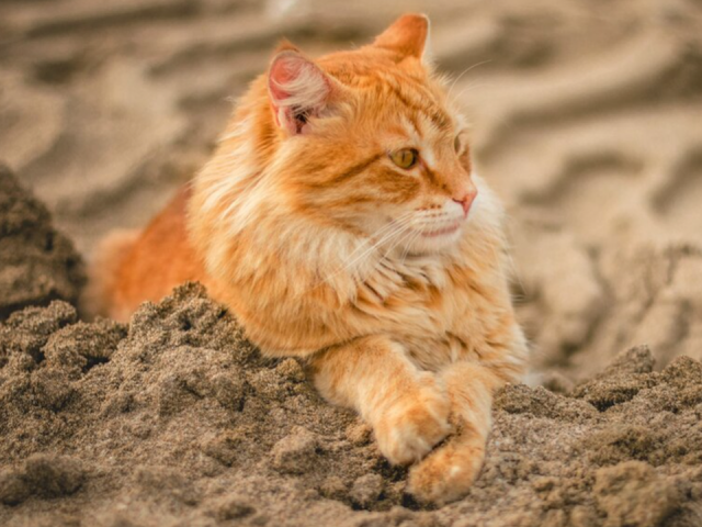 Кошачьи фекалии в детской песочнице возмутили узуновцев