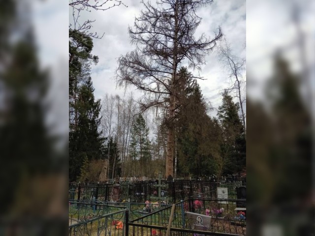 Старые деревья на Макаровском кладбище уберут в кратчайшие сроки