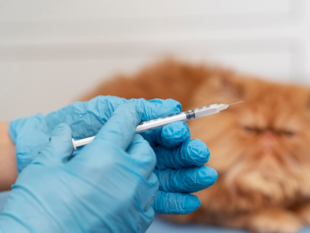 Более 30 пунктов вакцинации против бешенства животных организованы в округе в мае