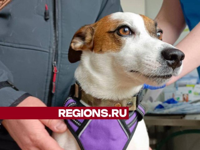 С начала года в Дмитровском округе против бешенства привили более 9 тысяч домашних животных