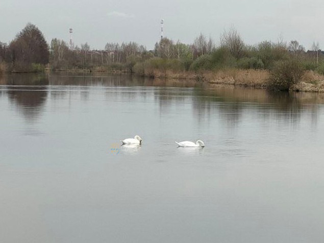Лебединая пара прилетела на озеро Сиваш в Щелкове