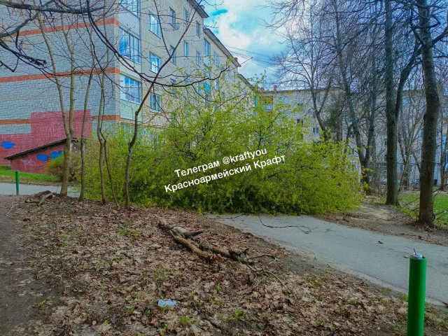 Ураганный ветер в Пушкино и Красноармейске ломает деревья и обрывает линии электропередачи
