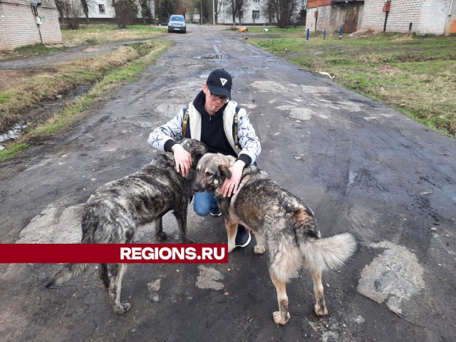 Волонтеры из Дедовска спасают бездомных собак от смерти в Истре и Красногорске