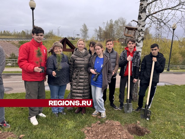 Ученики Шаховской гимназии посадили 50 саженцев кедра в городском парке