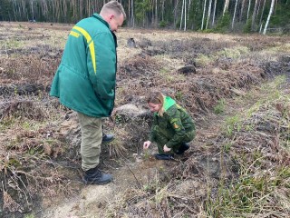 Во Фрязевском лесничестве специалисты сажают молодые сосны на месте погибших сеянцев