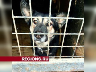 Жители Краснознаменска обеспечили посудой местный приют для собак