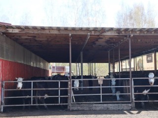 Мяса и молока стало больше: фермерское хозяйство в Волоколамске увеличило производство