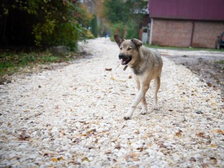 Агрессивных безнадзорных собак отловили в Щелкове и оставили на пожизненном содержании в спецприюте