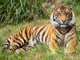Отменный аппетит: спасенный тигр Амур освоился в зоопитомнике Волоколамска