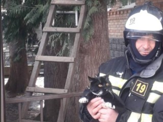«Звоните в 112»: жителям Егорьевска рассказали, что делать, если кот забрался на дерево