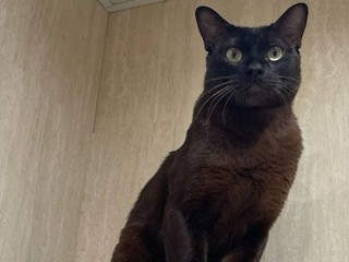 Самый дорогой кот из Домодедова с уникальными предпочтениями ищет новых хозяев