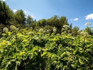 Власти не допустят появления борщевика в округе