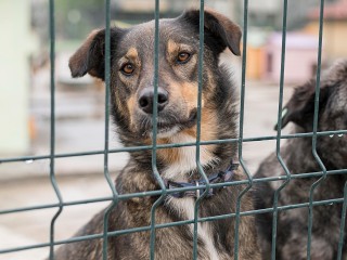 Вплоть до тюрьмы: как накажут злодея за поджог вольеров с собаками в Дедовске