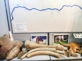 Экспонаты, посвященные жизни мамонтов, покажут на выставке юным каширянам