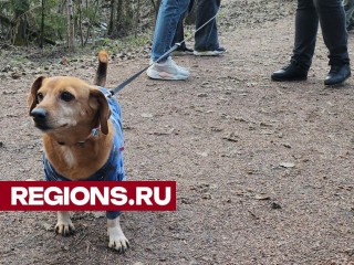 Собаководов Лобни приучают ежедневно убирать за питомцами