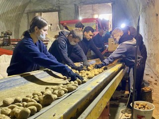 Студенты помогают коломенским аграриям с сортировкой картофеля