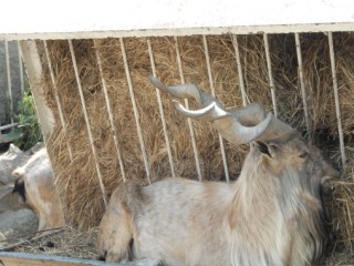 Козлы с рогами в виде штопора переехали в Волоколамск из Московского зоопарка