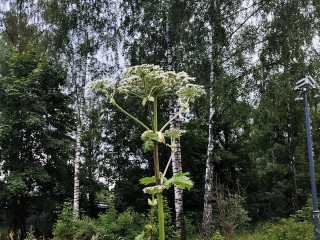 Враг земли и кошелька: за заросли борщевика дачник рискует получить штраф или лишиться участка