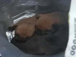 На серпуховском кладбище прохожий обнаружил пакет с новорожденными щенками