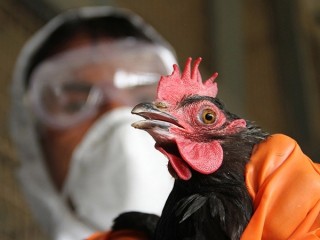 Ветеринары опровергли факт птичьего гриппа в Дракине