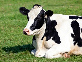 В Ступине живет одна из самых молочных коров Подмосковья