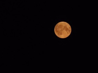 Волчья луна: у жителей Электрогорска есть шанс увидеть явление в городском парке