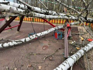 В Красногорске упавшее дерево проломило ребенку череп на детской площадке