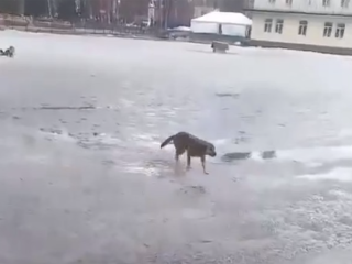 Школьница из Шатуры прыгнула в ледяную воду, чтобы спасти собаку, рискуя собственной жизнью