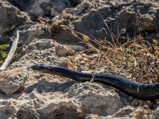 Житель Наро-Фоминска во время прогулки по лесу наткнулся на ядовитую змею