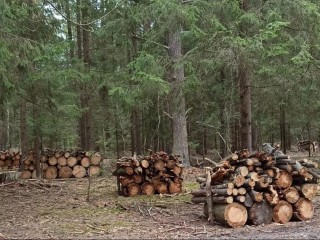 В окрестностях деревни Новосельцево уберут погибшие деревья