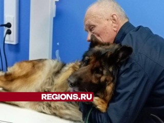 В дмитровской ветклинике помогли псу Арчи, который проглотил большой шуруп