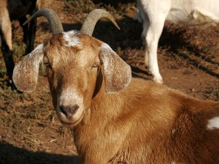 Фермеры из Ленинского округа разводят коз редкой породы
