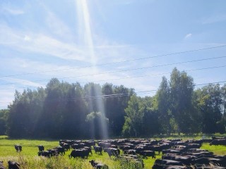 Корову из Волоколамска признали самой продуктивной в регионе