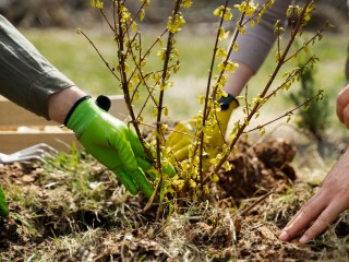 Школьники Солнечногорска высадят около 300 деревьев в рамках акции «День добрый дел»