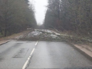 Упавшее дерево перегородило дорогу между деревнями Вельево и Тимоново