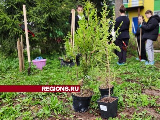 Малинская школа закладывает уникальный дендрарий: деревья и кустарники для будущего парка