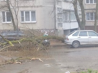 На улице Макаревского дерево рухнуло на автомобиль