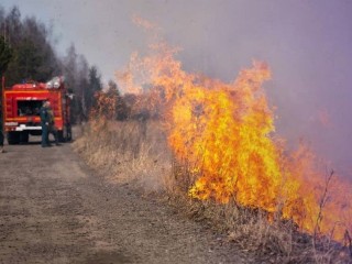 «В огне могут погибнуть звери»: Пожарные просят жителей Люберец не поджигать сухую траву