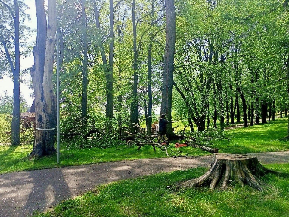 В парке «Городок» посадят молодые деревья взамен спиленного сухостоя