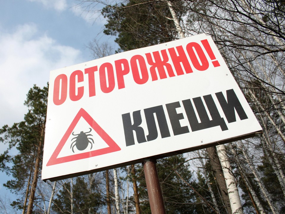 «Риск высокий»: заслуженный врач РФ предупредил о распространении опасных клещей в Подмосковье