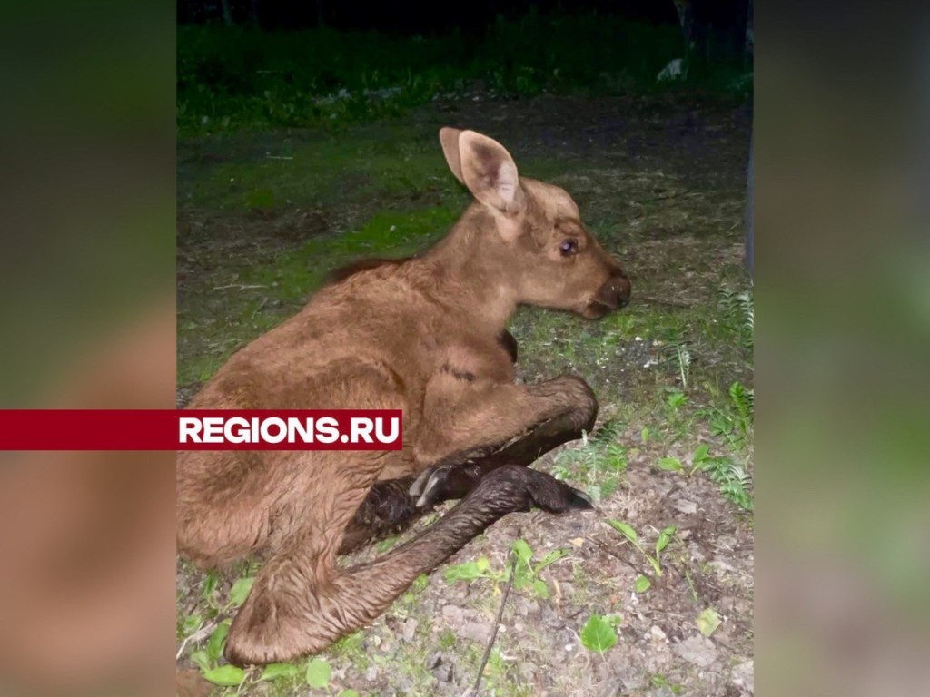 Брошенного мамой четырехдневного лосенка спасли в Вялковском поселении